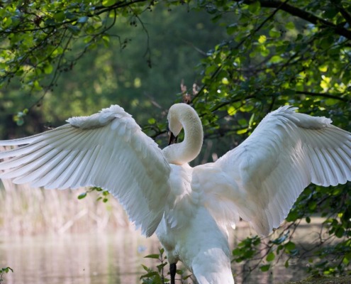 swan wings