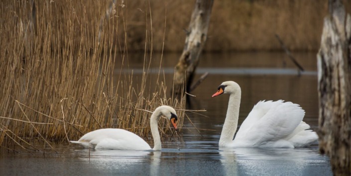 2 swans