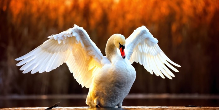 Swan Wings