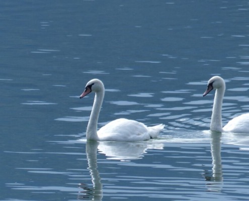 2 swans in water